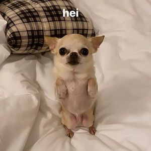 Meet your Posher, Grace